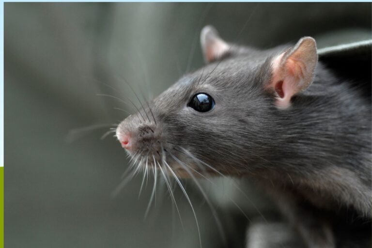 raton comun Home