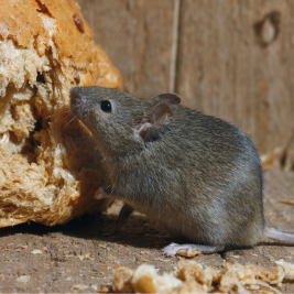 ratón común bcnplagas