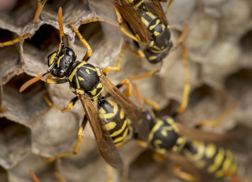 ¿Qué es el control de plagas? Guía detallada y consejos 2 plaga de avispa. Problema medioambiental.