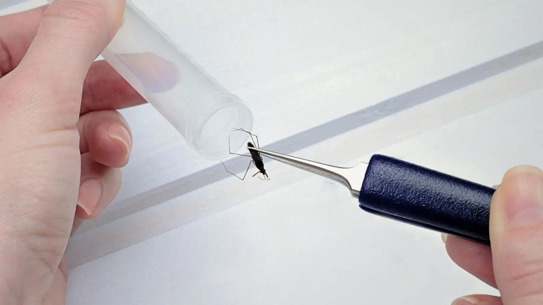 ciencia del control de plagas