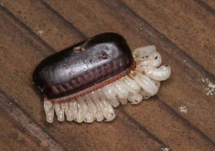 Fumigación y desinsectación de cucarachas profesional 10 huevo de cucaracha eclosionando