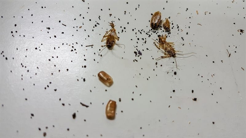 Fumigación y desinsectación de cucarachas profesional 13 heces de cucaracha. fumigación y desinsectación de cucarachas profesional