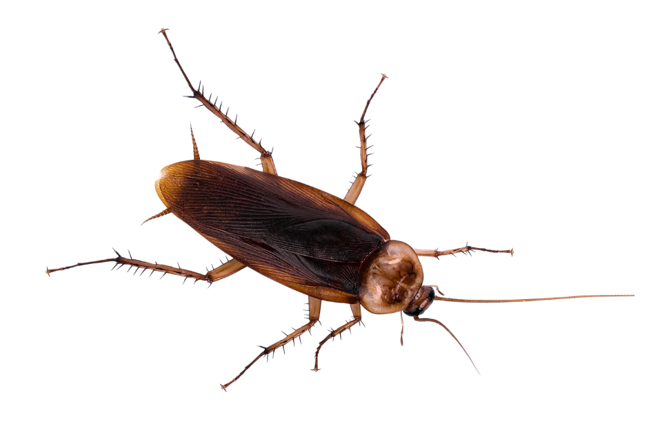 Fumigación de cucarachas profesional 4 cuacaracha americana 1 Fumigación de cucarachas profesional