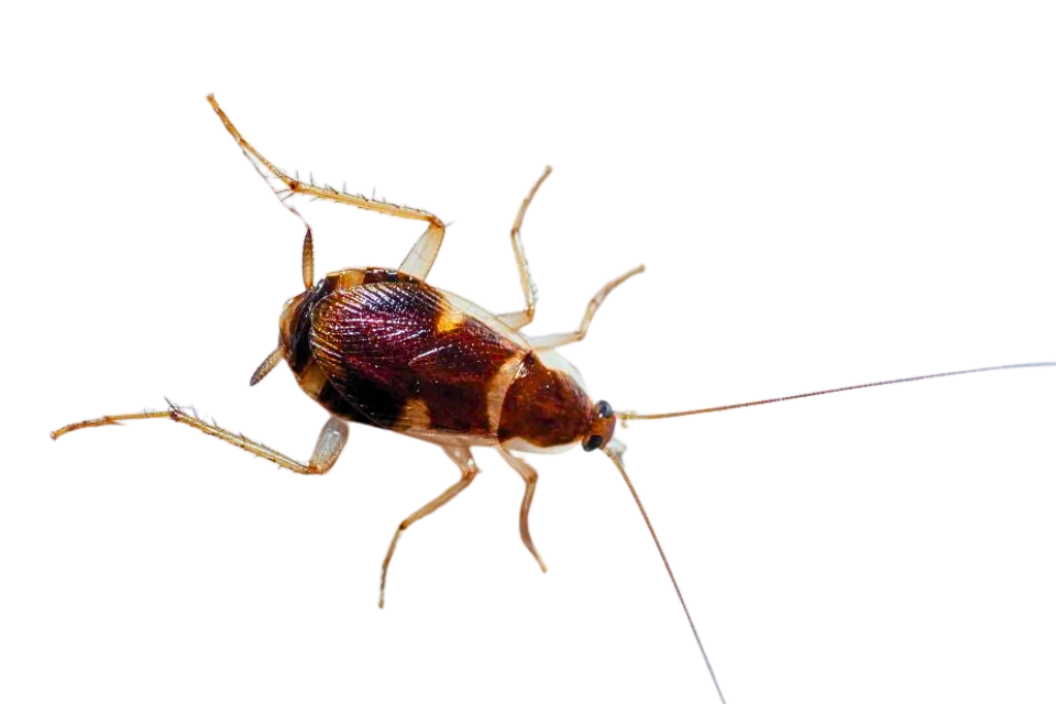 Fumigación de cucarachas profesional 6 cuacaracha banda marron Fumigación de cucarachas profesional