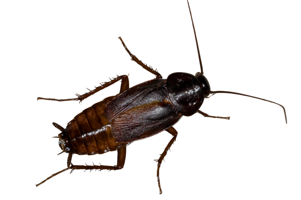 Fumigación de cucarachas profesional 5 cuacaracha oriental Fumigación de cucarachas profesional