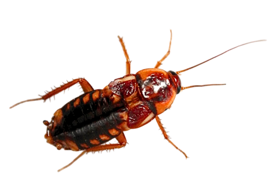 Fumigación de cucarachas profesional 7 cuacaracha turca Fumigación de cucarachas profesional