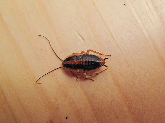 cucarachas en la cocina bcn plagas