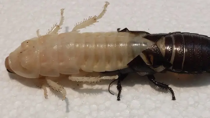 Fumigación de cucarachas profesional 14 exuvia - fumigación y desinsectación de cucarachas profesional