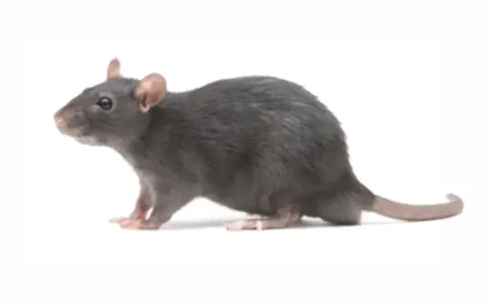 Certificado de control de plagas 13 ratusnorvergicus Certificado de control de plagas