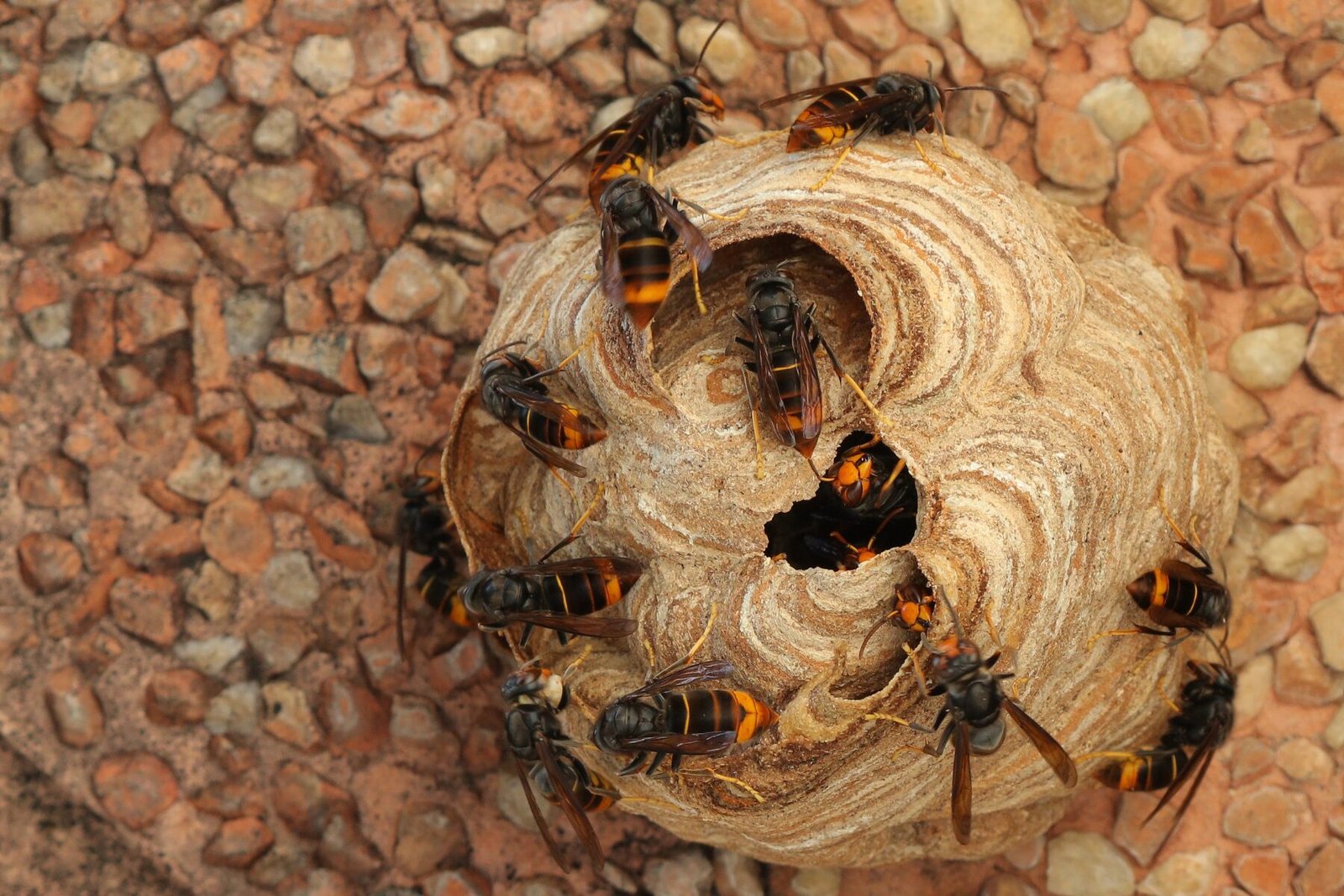 Avispa asiática 2 avispa asiática velutina 1