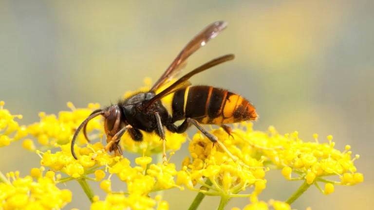 avispa asiática velutina