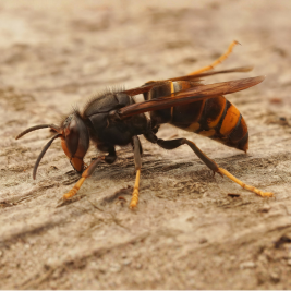 Avispa asiática 1 avispa asiática velutina bcnplagas