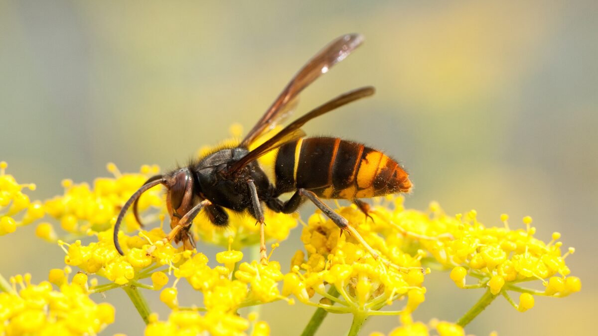 avispa asiática velutina