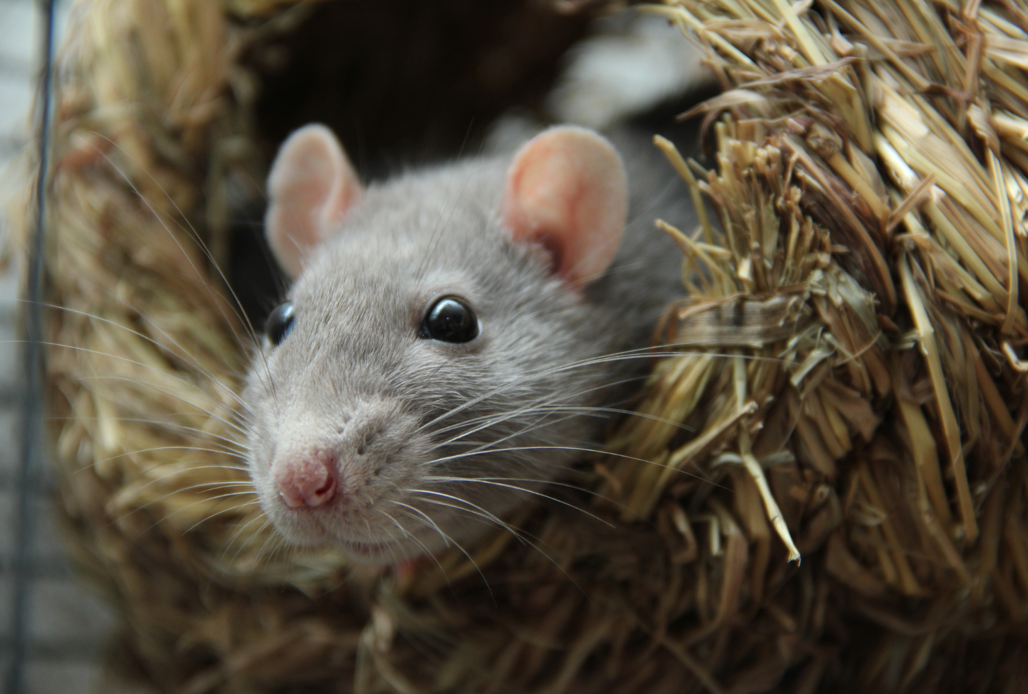Eliminacion de ratas Exterminador de ratas