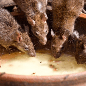 Exterminador de ratas