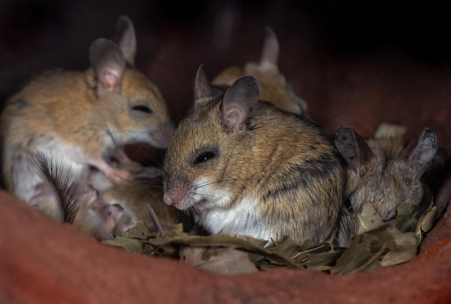 exterminador de ratones nido