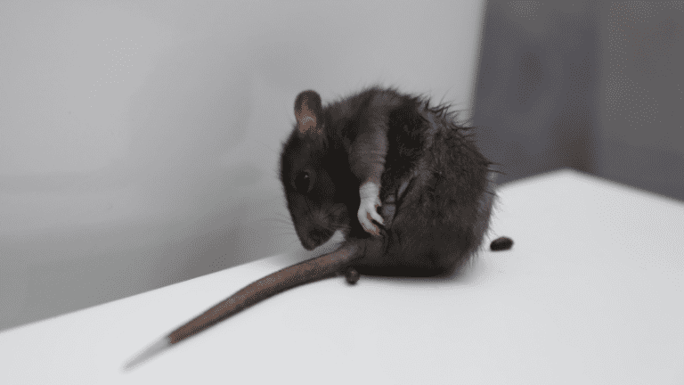 hanyavirus y ratas heces y contagio