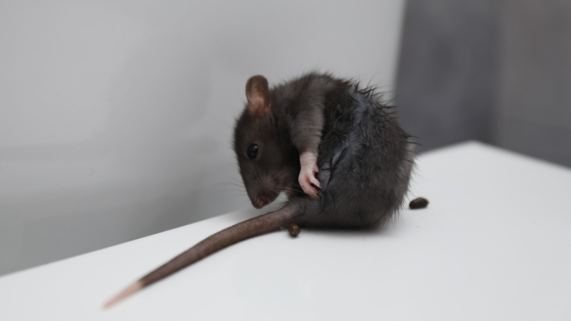 heces rata bcn plagas