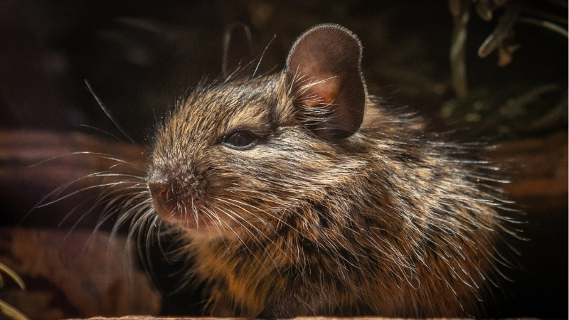 pelo rata desratizacion