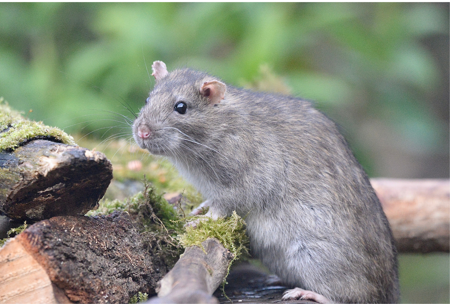 rata adulta exterminio ratas Exterminador de ratas