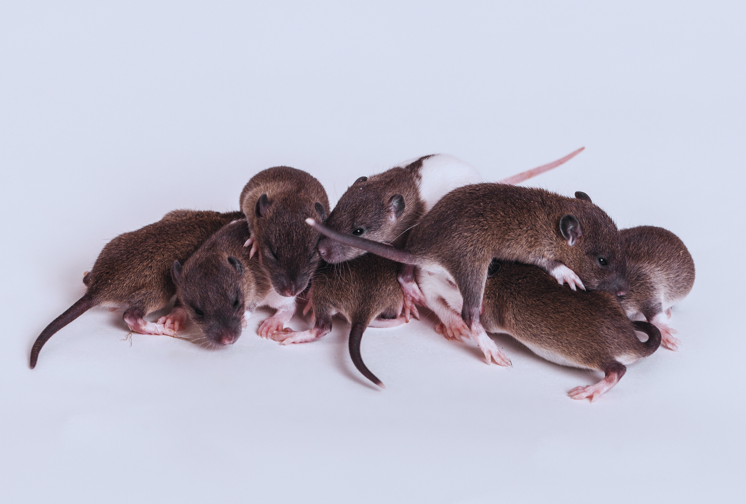 rata juvenil desratizacion 1 Exterminador de ratas