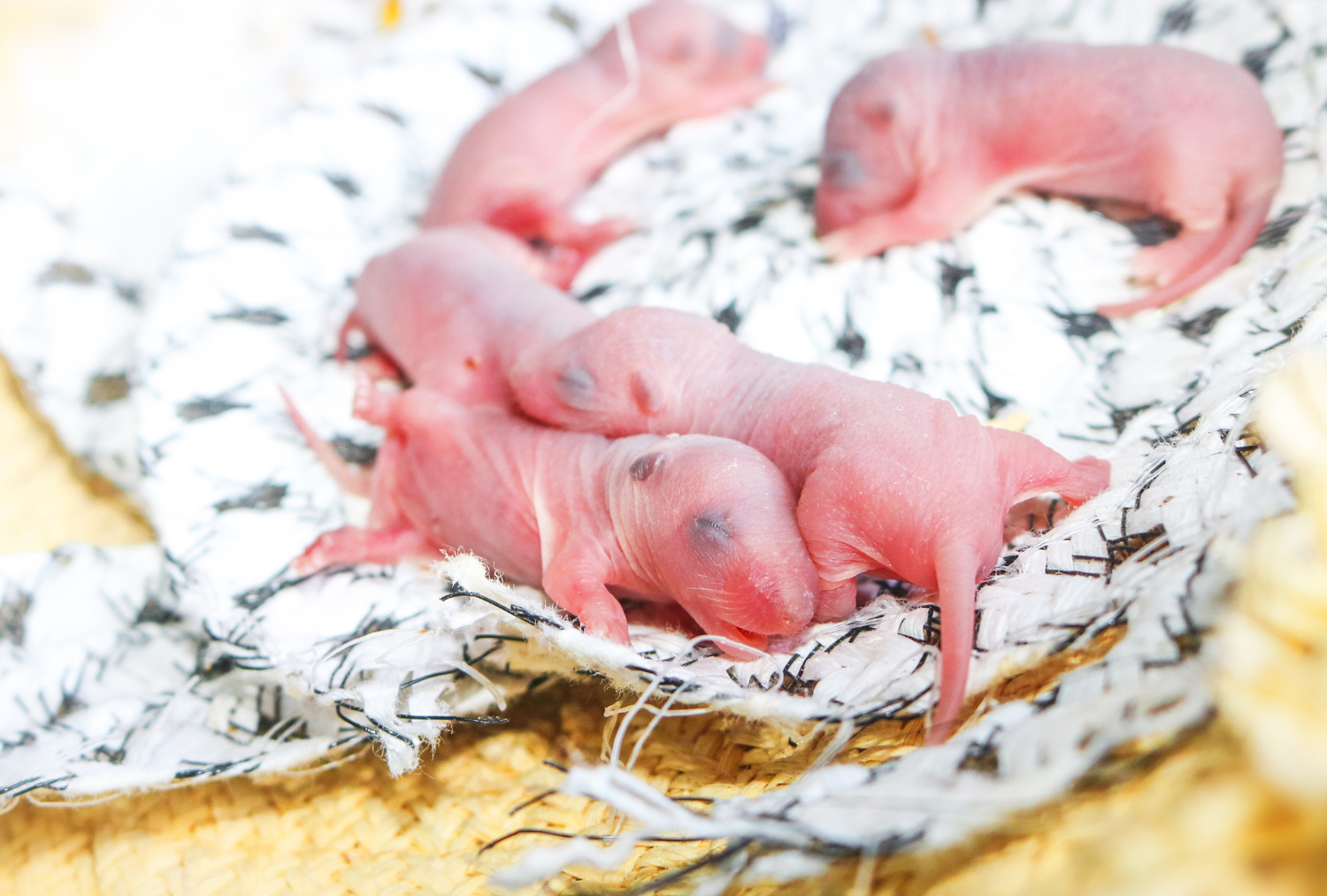 rata lactante fumigacion ratas