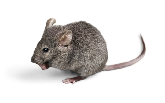 raton comun control de ratones