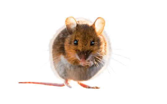 raton de campo eliminacion de ratones