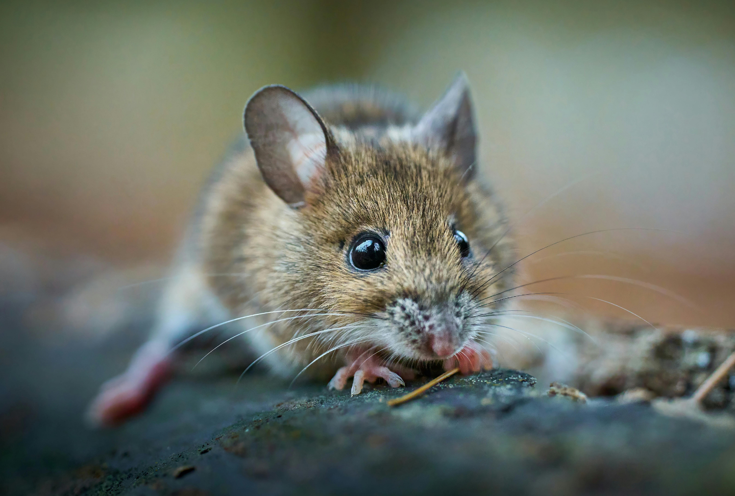 raton juvenil fumigar ratones