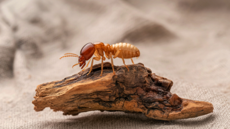 Control de termitas BCN Plagas