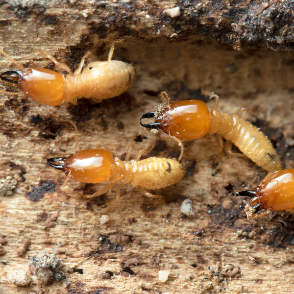 Eliminar termitas Barcelona